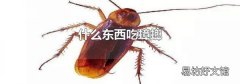 什么东西吃蟑螂