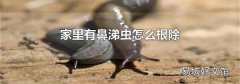 家里有鼻涕虫怎么根除