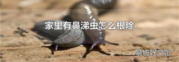 家里有鼻涕虫怎么根除