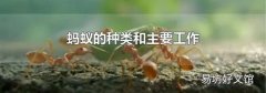 蚂蚁的种类和主要工作