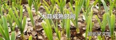 大蒜成熟时间