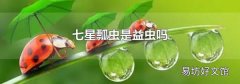 七星瓢虫是益虫吗