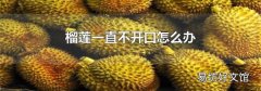 榴莲一直不开口怎么办