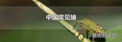 中国常见蝽
