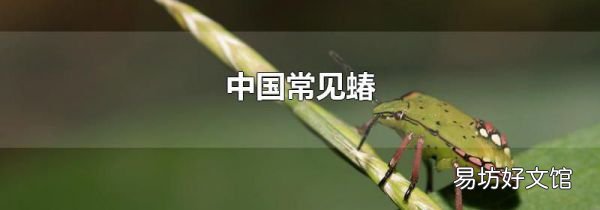 中国常见蝽
