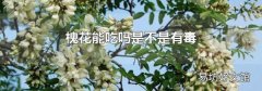 槐花能吃吗是不是有毒