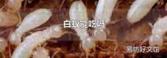 白蚁能吃吗