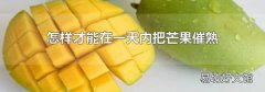 怎样才能在一天内把芒果催熟