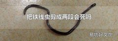 把铁线虫剪成两段会死吗