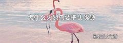 为什么火烈鸟要把头啄破