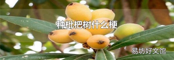 种枇杷树什么梗