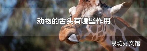动物的舌头有哪些作用