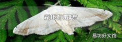 蚕蛾有毒吗?