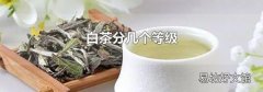白茶分几个等级