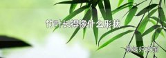 竹叶长得像什么形状