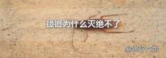 蟑螂为什么灭绝不了