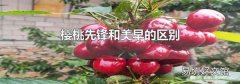 樱桃先锋和美早的区别