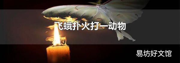 飞蛾扑火打一动物