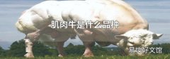肌肉牛是什么品种