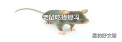 老鼠吃蟑螂吗