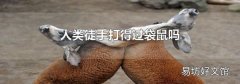 人类徒手打得过袋鼠吗