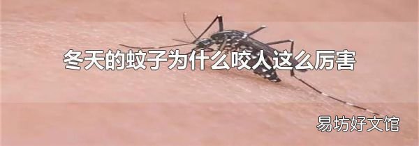 冬天的蚊子为什么咬人这么厉害