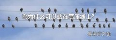 鸟为什么可以站在高压线上?