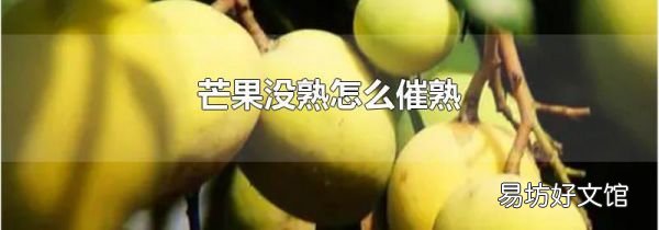 芒果没熟怎么催熟
