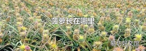 菠萝长在哪里