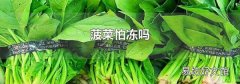 菠菜怕冻吗