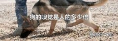 狗的嗅觉是人的多少倍