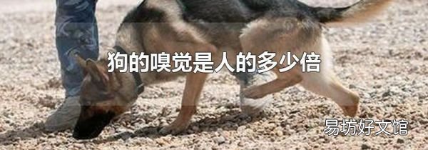 狗的嗅觉是人的多少倍