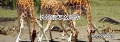 长颈鹿怎么喝水