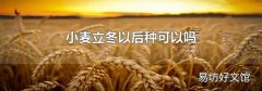 小麦立冬以后种可以吗
