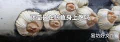 藤壶长在鲸鱼身上疼吗