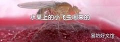 水果上的小飞虫哪来的