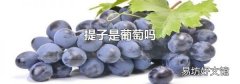 提子是葡萄吗