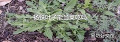 杨铁叶子能当菜吃吗