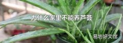 为什么家里不能养芦荟