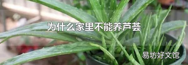 为什么家里不能养芦荟