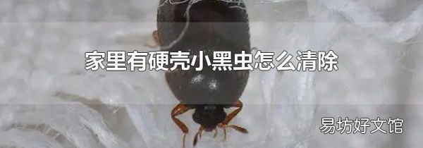 家里有硬壳小黑虫怎么清除