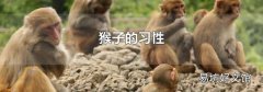 猴子的习性