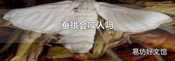 蚕蛾会咬人吗