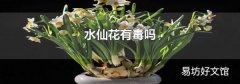 水仙花有毒吗