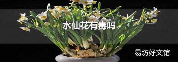 水仙花有毒吗