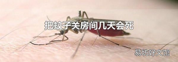 把蚊子关房间几天会死