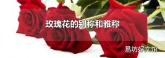 玫瑰花的别称和雅称
