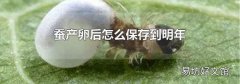 蚕产卵后怎么保存到明年