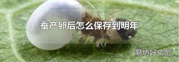蚕产卵后怎么保存到明年