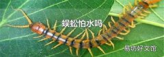 蜈蚣怕水吗